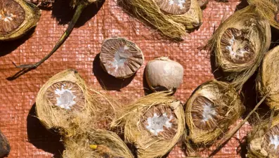 Doğal ilaç görevi görüyor: Vücuttaki zehri temizliyormuş