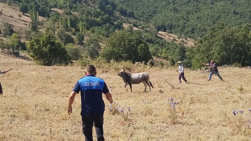 Bayramda kaçan dana 26 gün sonra yakalandı 1