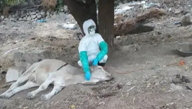 Diyarbakır'da çiftlikte kuduz alarmı: Bölge karantinaya alındı