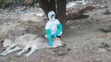 Diyarbakır'da çiftlikte kuduz alarmı: Bölge karantinaya alındı