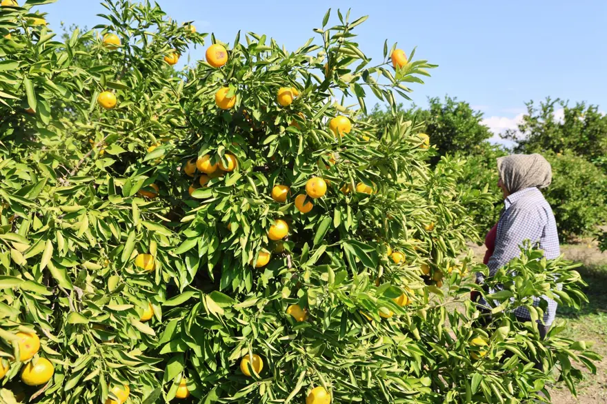 En ucuz meyve: 8 TL'ye kadar düştü 7
