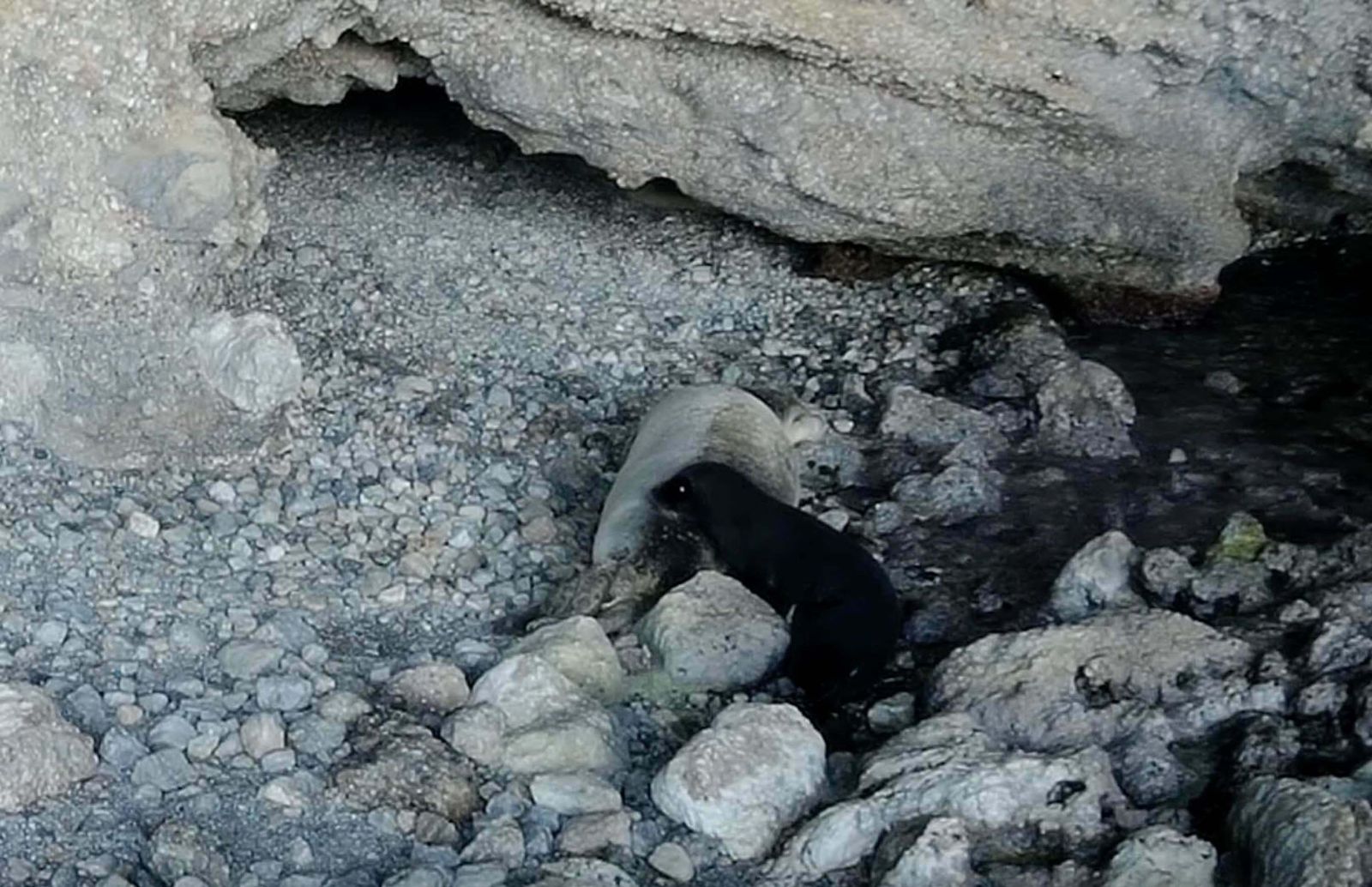 Nesli tükenme tehlikesiyle karşı karşıya: Körfezdeki fotokapana takıldı