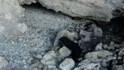 Nesli tükenme tehlikesiyle karşı karşıya: Körfezdeki fotokapana takıldı