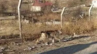 Nadir görülen vaşak ilçe merkezine indi