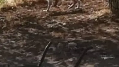 Malatya'da ilk kez vaşak görüntülendi