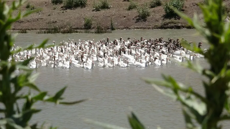 Fransa'dan getirdiği yumurtalarla çiftlik kurdu (Talebe yetişemiyor) 2