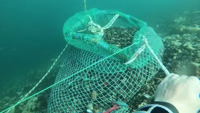 Marmara Denizi'nde kaçak avlanan 1 ton midye ele geçirildi