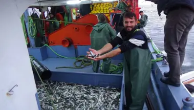 Karadeniz'de istavrit bereketi