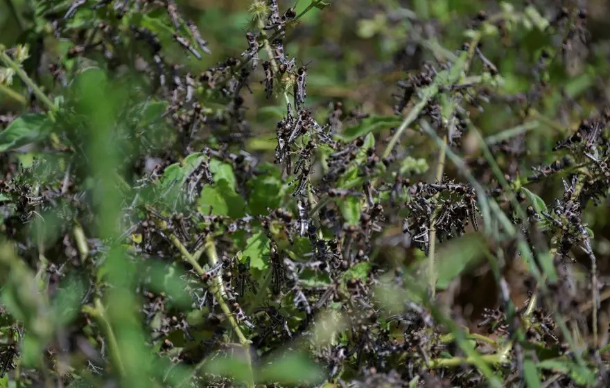 Çekirge istilası uyarısı: 20 kat daha büyük 7