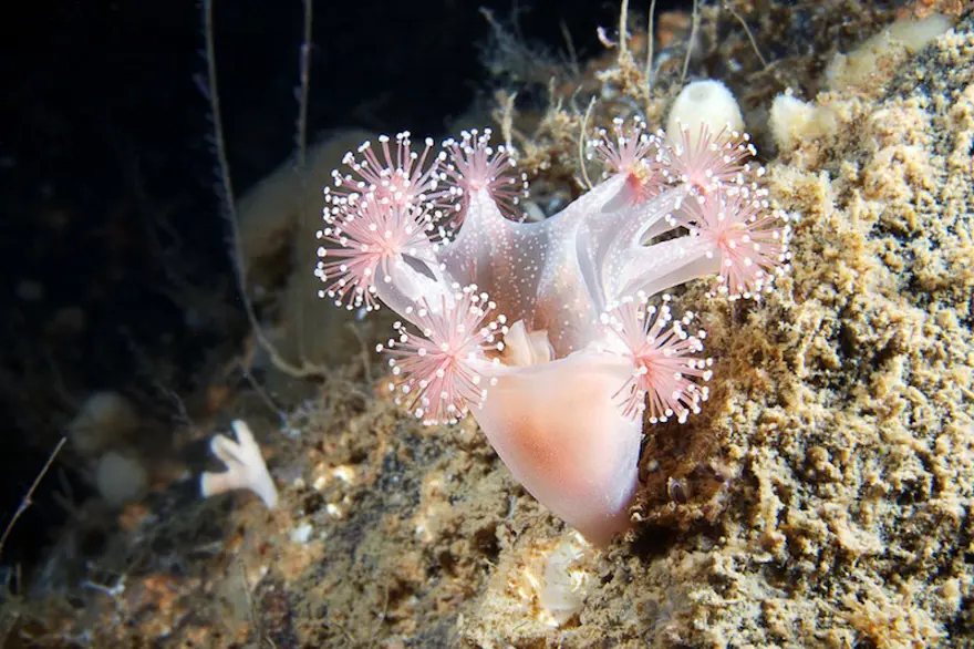 Beyaz Deniz'in harikaları 102