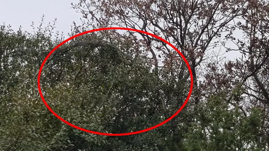 Çanakkale'de köylüler görüntüledi. Dev yılan ağaca çıktı 