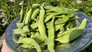 Ağrı'da yetişmez dediler: Yüksek verimiyle dikkat çekti