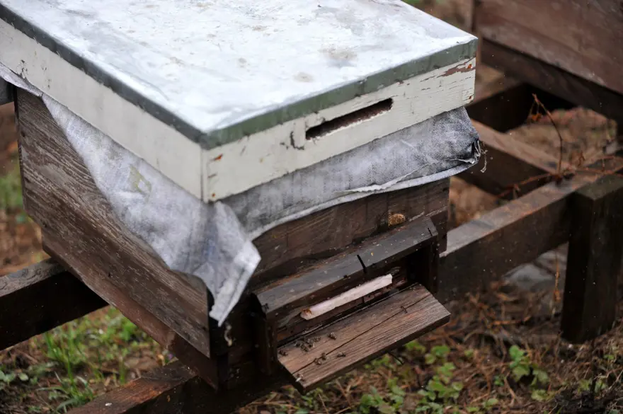 Gelmeyen bahar arı ölümlerini yüzde 70'e yükseltti 4