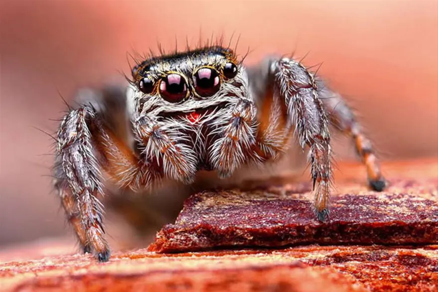 Bu kadar yakından görmediniz 7