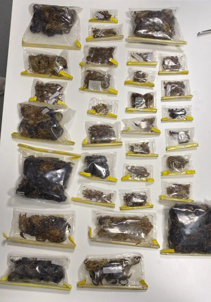 LİTRESİ 10 MİLYON DOLAR 1