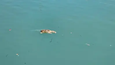 Görenlerceset zannetti, gerçek başka çıktı