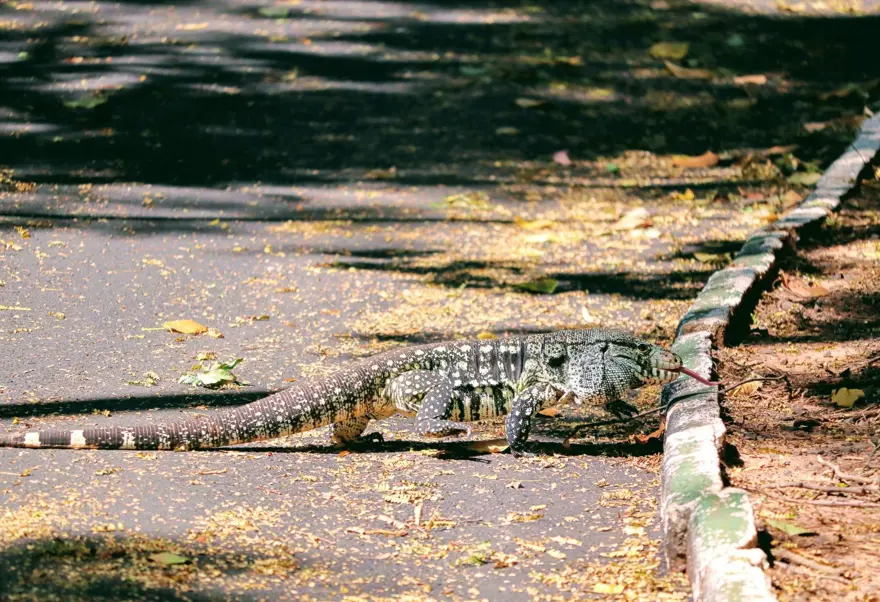 ABD’de köpek büyüklüğünde kertenkele istilası 1