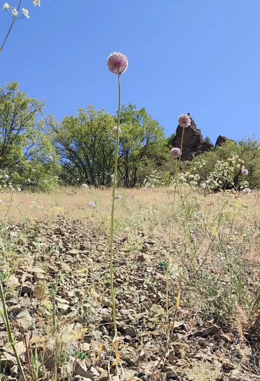 Toplamanın cezası 387 bin lira: Bu çiçeği kopartırken dikkat edin! 