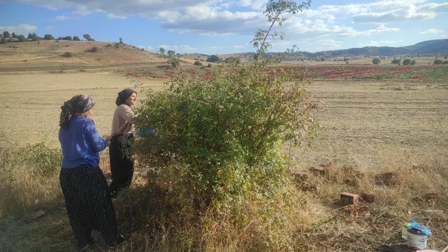 Doğadan toplaması çok zahmetli: C vitamini deposu, kışın vazgeçilmezi 3 Doğadan toplaması çok zahmetli: C vitamini deposu, kışın vazgeçilmezi 3