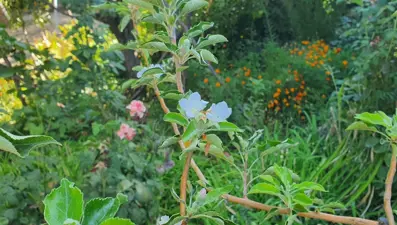 Elma ağacı sonbaharda çiçek açtı