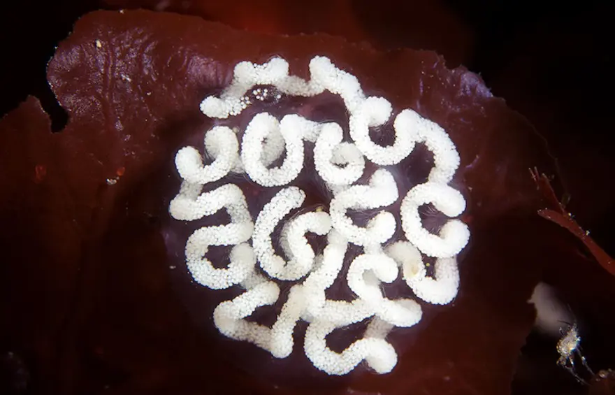 Beyaz Deniz'in harikaları 69