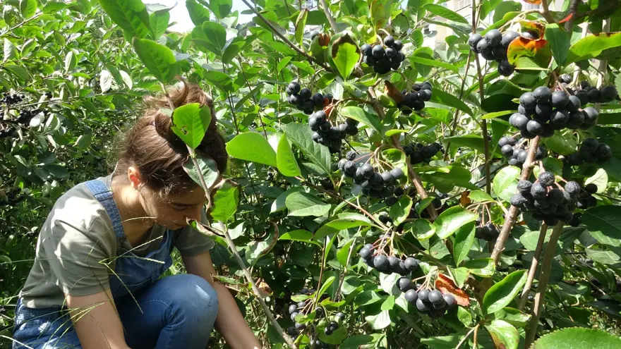 Karadeniz'in yeni meyvesi 'Aronya'da ilk hasat 