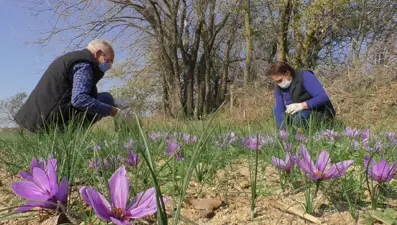 Safranbolu'da ilgisini çekti, emekli olduktan sonra denedi: Kilosu 50 bin TL