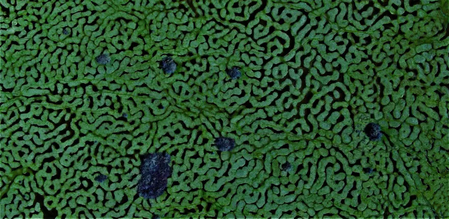 Türkiye'de böylesini hiç görmediniz! Sakarya'daki Karagöl Yaylası hayran bıraktı 6 Türkiye'de böylesini hiç görmediniz! Sakarya'daki Karagöl Yaylası hayran bıraktı 6