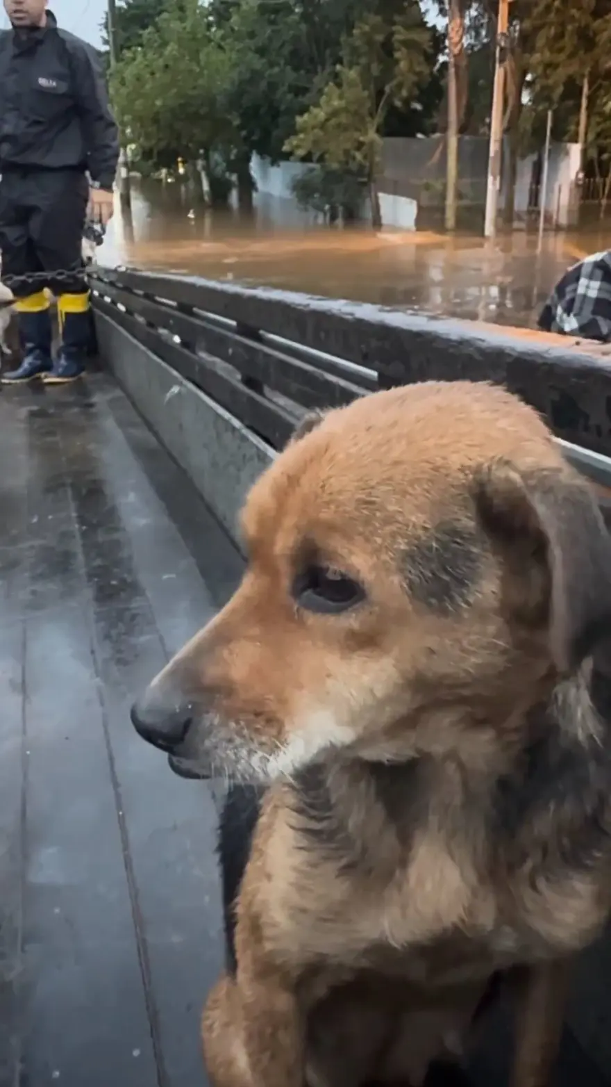 Brezilya'da sel felaketi: Milletvekili ve meclis üyesi, yüzlerce hayvanı selden kurtarıyor 2