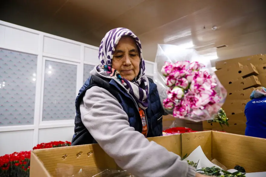 Sevgililer günü telaşı başladı: Antalya'dan 30 ülkeye çiçek ihracatı! En çok kırmızı karanfil satıldı 2