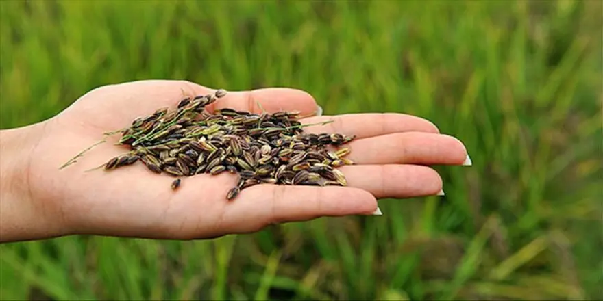 Kralların pirinci olarak biliniyor, süper gıdalar arasında yer alıyor: Siyah pirinç faydaları neler? 4