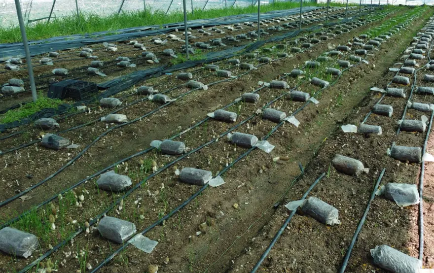 KURUSU 3 BİN LİRA 3 KURUSU 3 BİN LİRA 3