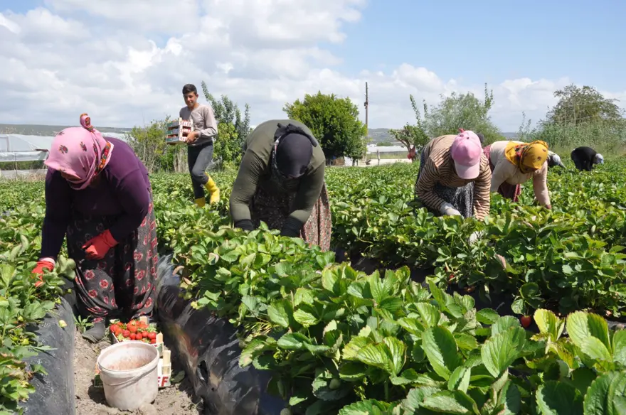 Tarlada kilosu 75 lira: Mersin&#x27;den dünyaya yayılıyor 1