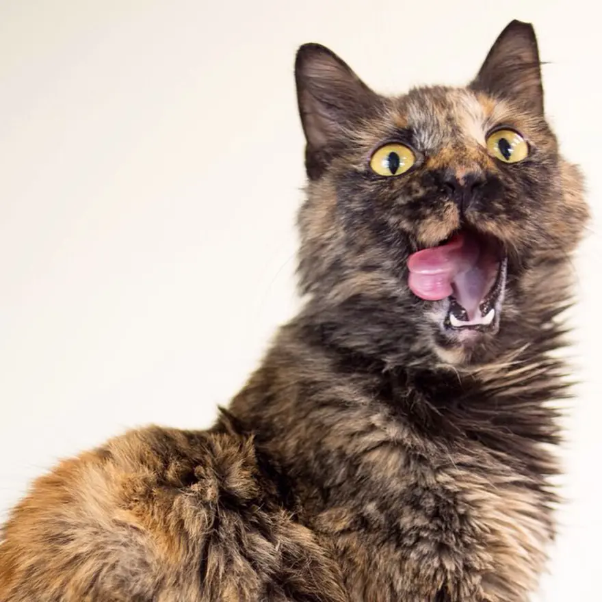 Hayatını kedileri kurtarmaya adadı 106