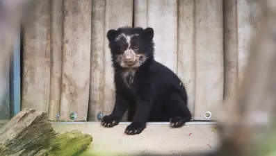 Kahve üreticileri harekete geçti: Güney Amerika'nın tek yerli ayısı tehdit altında