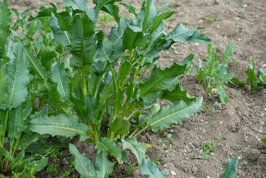 Dağlardan toplandı, tezgahta yerini aldı: Şeker, tansiyon, bağırsak hastalıklarına iyi geliyor 5