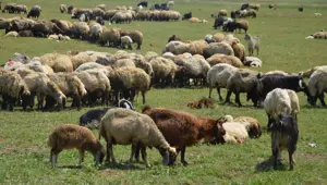 Besicilerin yayladaki mesaisi başladı