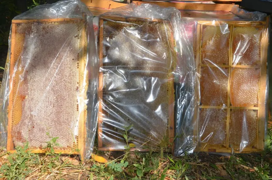 Bin 200 TL'den satılıyor: Bu yıl verim yüksek 