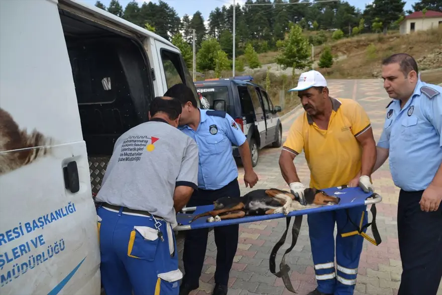Yaralıyken bile yavrularını emzirmeye devam etti 4 Yaralıyken bile yavrularını emzirmeye devam etti 4