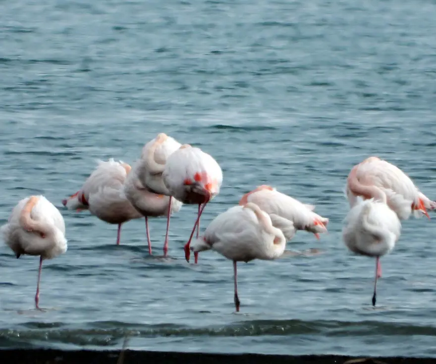 Erçek Gölü'nde flamingo bereketi 4