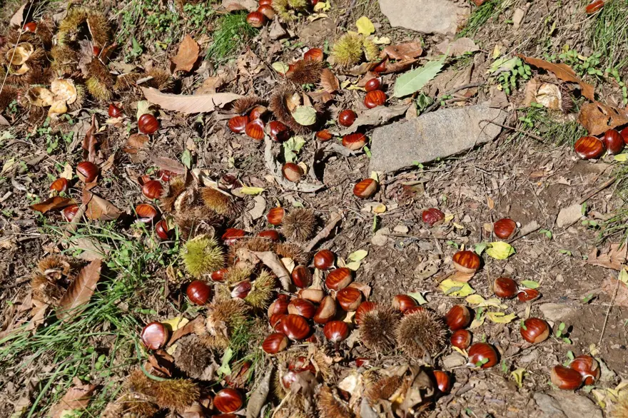 Üreticiler zamanla yarıştı, hasatta sona gelindi: 60-70 metreye kadar tırmandılar 5 Üreticiler zamanla yarıştı, hasatta sona gelindi: 60-70 metreye kadar tırmandılar 5