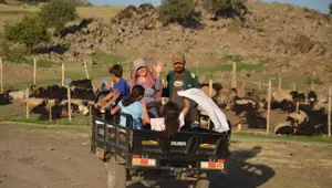 Berivanlar üç tekerlekli motosikletlerle yaylaya çıkıyor: Aile geçimine katkı