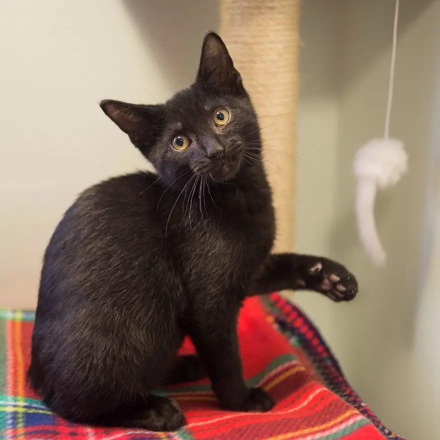 Hayatını kedileri kurtarmaya adadı 108