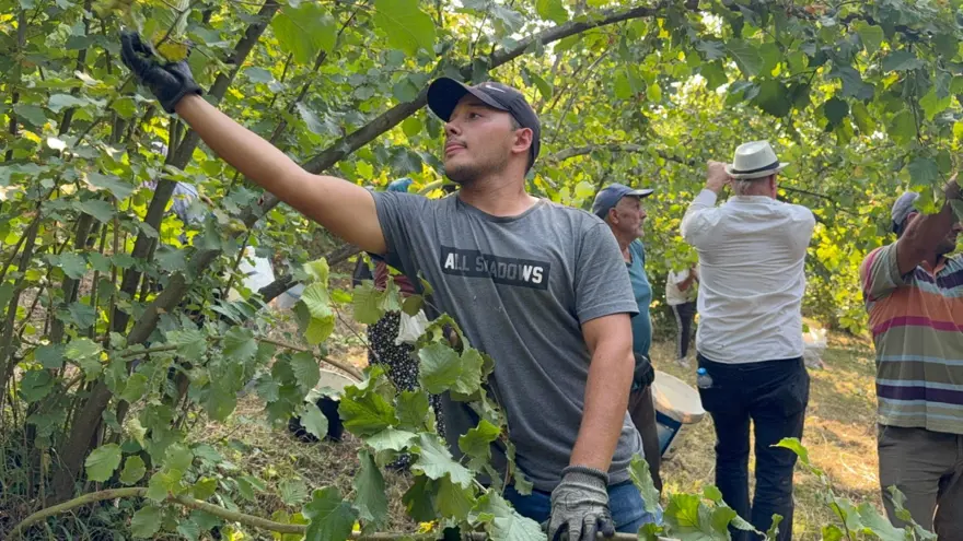 Sıcak havalar erken olgunlaştırdı: Hasat başladı Sıcak havalar erken olgunlaştırdı: Hasat başladı