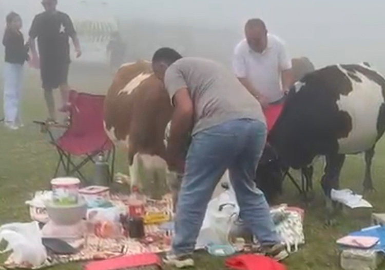 İnekler piknik yapan ailenin sofrasına dadandı. Renkli ve komik anlar yaşandı