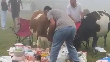 İnekler piknik yapan ailenin sofrasına dadandı. Renkli ve komik anlar yaşandı