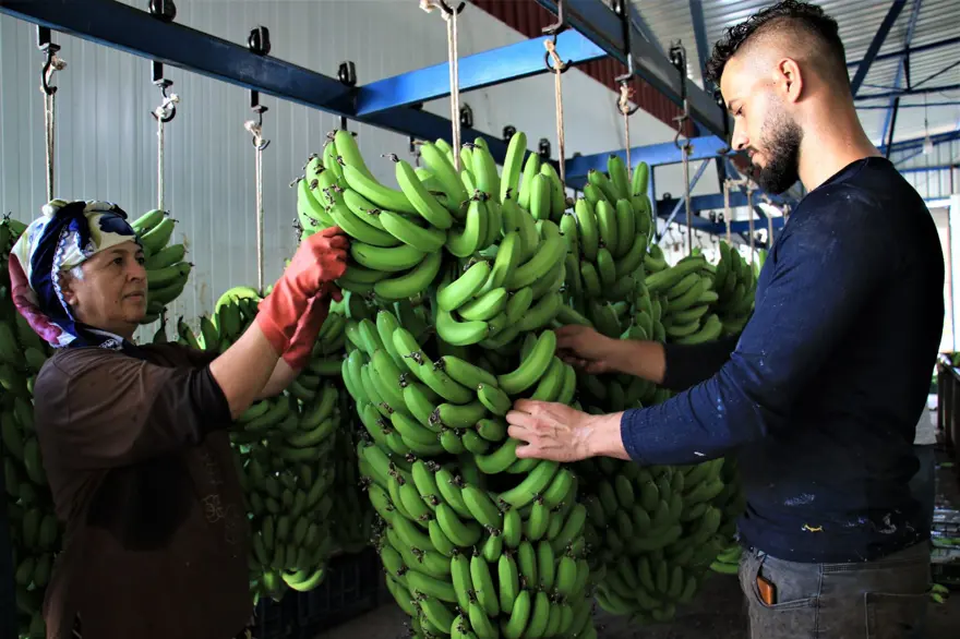 Muz üreticide 3 lira markette 12 lira 2