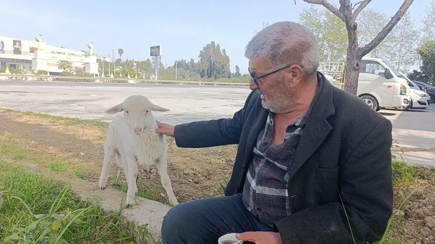 Yavru kuzu sahibinin peşinden bir an olsun ayrılmıyor: ''Ben nereye, koruma oraya'' 4 Yavru kuzu sahibinin peşinden bir an olsun ayrılmıyor: ''Ben nereye, koruma oraya'' 4