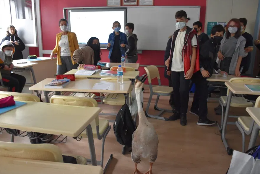 Çin kazı "Kirli" sahibinin götürdüğü okulda derslere neşe katıyor 3