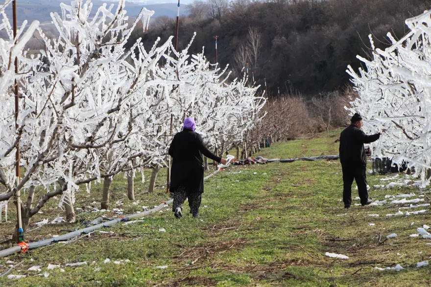 Ağaçların hepsini soğuktan korumak için dondurmuştu: Tomurcukların yüzde 80'i çiçek açtı 1 Ağaçların hepsini soğuktan korumak için dondurmuştu: Tomurcukların yüzde 80'i çiçek açtı 1